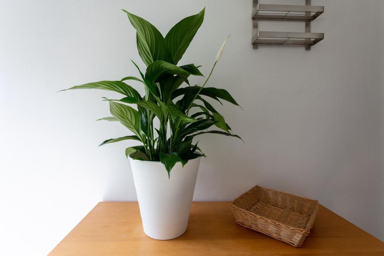 Fantastic 2bd Garden Flat In South London! Appartamento *